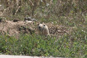 <img300*0:stuff/z/169023/Prairie%2520Dogs.3/i1281729741_31.jpg>