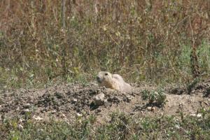 <img300*0:stuff/z/169023/Prairie%2520Dogs.3/i1281729741_32.jpg>