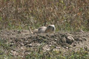 <img300*0:stuff/z/169023/Prairie%2520Dogs.3/i1281729741_33.jpg>