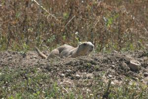 <img300*0:stuff/z/169023/Prairie%2520Dogs.3/i1281729741_34.jpg>