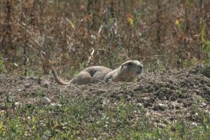 <img300*0:stuff/z/169023/Prairie%2520Dogs.3/i1281729741_35.jpg>