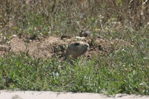 <img300*0:stuff/z/169023/Prairie%2520Dogs.3/i1281729741_36.jpg>