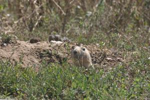 <img300*0:stuff/z/169023/Prairie%2520Dogs.3/i1281729741_37.jpg>