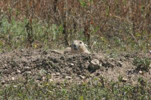 <img300*0:stuff/z/169023/Prairie%2520Dogs.3/i1281729741_38.jpg>