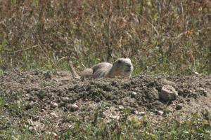 <img300*0:stuff/z/169023/Prairie%2520Dogs.3/i1281729742_39.jpg>
