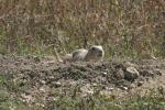 Prairie Dogs.3