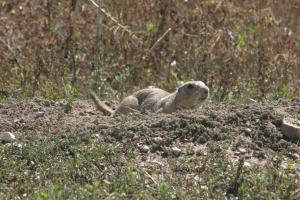 <img300*0:stuff/z/169023/Prairie%2520Dogs.3/i1281729742_40.jpg>