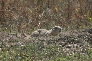 <img300*0:stuff/z/169023/Prairie%2520Dogs.3/i1281729742_41.jpg>