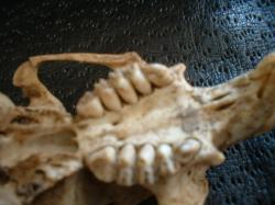 <img250*0:stuff/z/169023/Prarie%2520Dog%2520Bones/i1255988480_34.jpg>