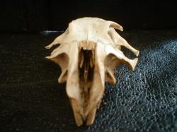 <img250*0:stuff/z/169023/Prarie%2520Dog%2520Bones/i1255988480_40.jpg>