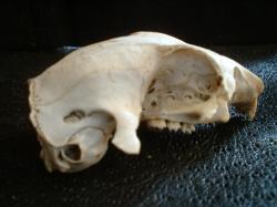 <img250*0:stuff/z/169023/Prarie%2520Dog%2520Bones/i1255988480_41.jpg>