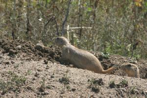 <img300*0:stuff/z/169023/Prarie%2520Dogs/i1281727685_2.jpg>