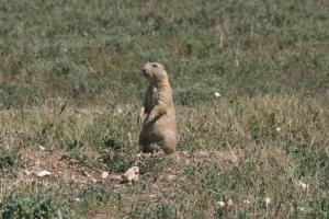 <img300*0:stuff/z/169023/Prarie%2520Dogs/i1281727685_3.jpg>