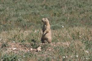 <img300*0:stuff/z/169023/Prarie%2520Dogs/i1281727685_4.jpg>