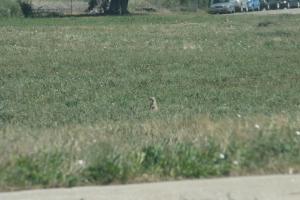 <img300*0:stuff/z/169023/Prarie%2520Dogs/i1281727685_5.jpg>