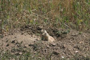 <img300*0:stuff/z/169023/Prarie%2520Dogs/i1281727685_6.jpg>