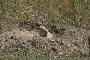 <img300*0:stuff/z/169023/Prarie%2520Dogs/i1281727685_7.jpg>