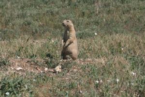 <img300*0:stuff/z/169023/Prarie%2520Dogs/i1281727686_10.jpg>