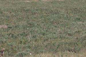 <img300*0:stuff/z/169023/Prarie%2520Dogs/i1281727686_11.jpg>