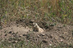 <img300*0:stuff/z/169023/Prarie%2520Dogs/i1281727686_12.jpg>