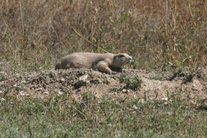 <img300*0:stuff/z/169023/Prarie%2520Dogs/i1281727686_14.jpg>