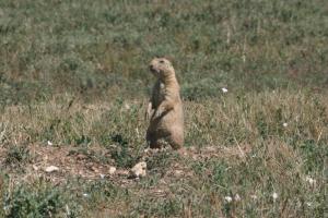 <img300*0:stuff/z/169023/Prarie%2520Dogs/i1281727686_15.jpg>