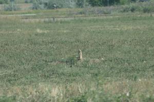 <img300*0:stuff/z/169023/Prarie%2520Dogs/i1281727686_16.jpg>