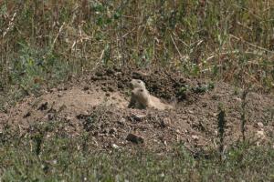 <img300*0:stuff/z/169023/Prarie%2520Dogs/i1281727686_17.jpg>