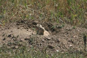 <img300*0:stuff/z/169023/Prarie%2520Dogs/i1281727686_18.jpg>