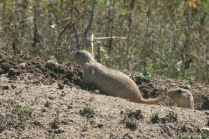 <img300*0:stuff/z/169023/Prarie%2520Dogs/i1281727686_8.jpg>