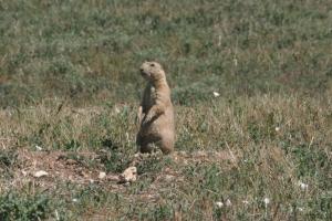 <img300*0:stuff/z/169023/Prarie%2520Dogs/i1281727687_21.jpg>