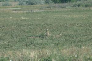 <img300*0:stuff/z/169023/Prarie%2520Dogs/i1281727687_22.jpg>