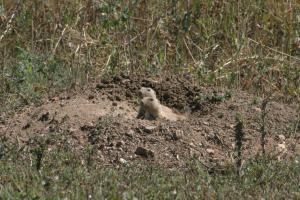 <img300*0:stuff/z/169023/Prarie%2520Dogs/i1281727687_23.jpg>