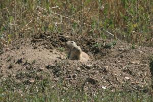 <img300*0:stuff/z/169023/Prarie%2520Dogs/i1281727687_24.jpg>