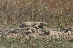 <img300*0:stuff/z/169023/Prarie%2520Dogs/i1281727687_26.jpg>