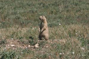 <img300*0:stuff/z/169023/Prarie%2520Dogs/i1281727687_27.jpg>
