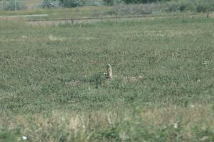 <img300*0:stuff/z/169023/Prarie%2520Dogs/i1281727687_28.jpg>