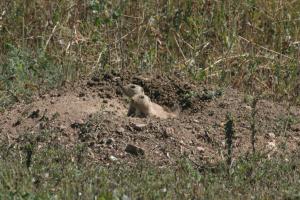 <img300*0:stuff/z/169023/Prarie%2520Dogs/i1281727687_29.jpg>