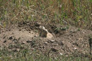 <img300*0:stuff/z/169023/Prarie%2520Dogs/i1281727688_30.jpg>