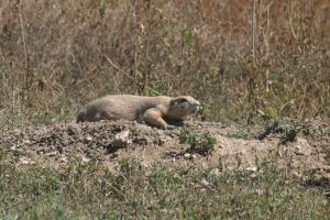 <img300*0:stuff/z/169023/Prarie%2520Dogs/i1281727688_32.jpg>