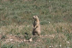 <img300*0:stuff/z/169023/Prarie%2520Dogs/i1281727688_33.jpg>