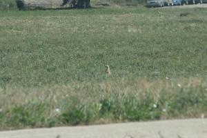 <img300*0:stuff/z/169023/Prarie%2520Dogs/i1281727688_34.jpg>