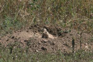 <img300*0:stuff/z/169023/Prarie%2520Dogs/i1281727688_35.jpg>