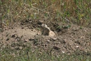 <img300*0:stuff/z/169023/Prarie%2520Dogs/i1281727688_36.jpg>