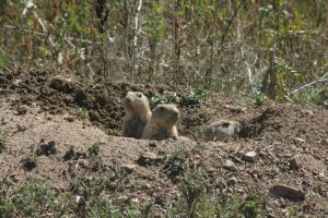 <img300*0:stuff/z/169023/Prarie%2520Dogs/i1281727688_37.jpg>