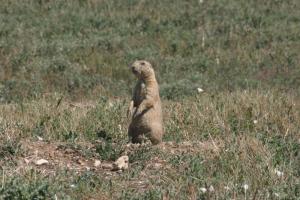 <img300*0:stuff/z/169023/Prarie%2520Dogs/i1281727688_38.jpg>