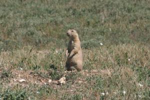 <img300*0:stuff/z/169023/Prarie%2520Dogs/i1281727688_39.jpg>