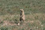 Prairie Dogs