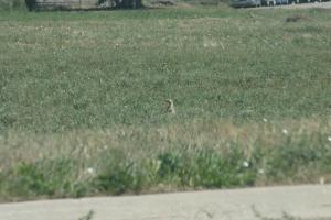 <img300*0:stuff/z/169023/Prarie%2520Dogs/i1281727688_40.jpg>