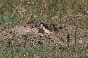 <img300*0:stuff/z/169023/Prarie%2520Dogs/i1281727689_41.jpg>